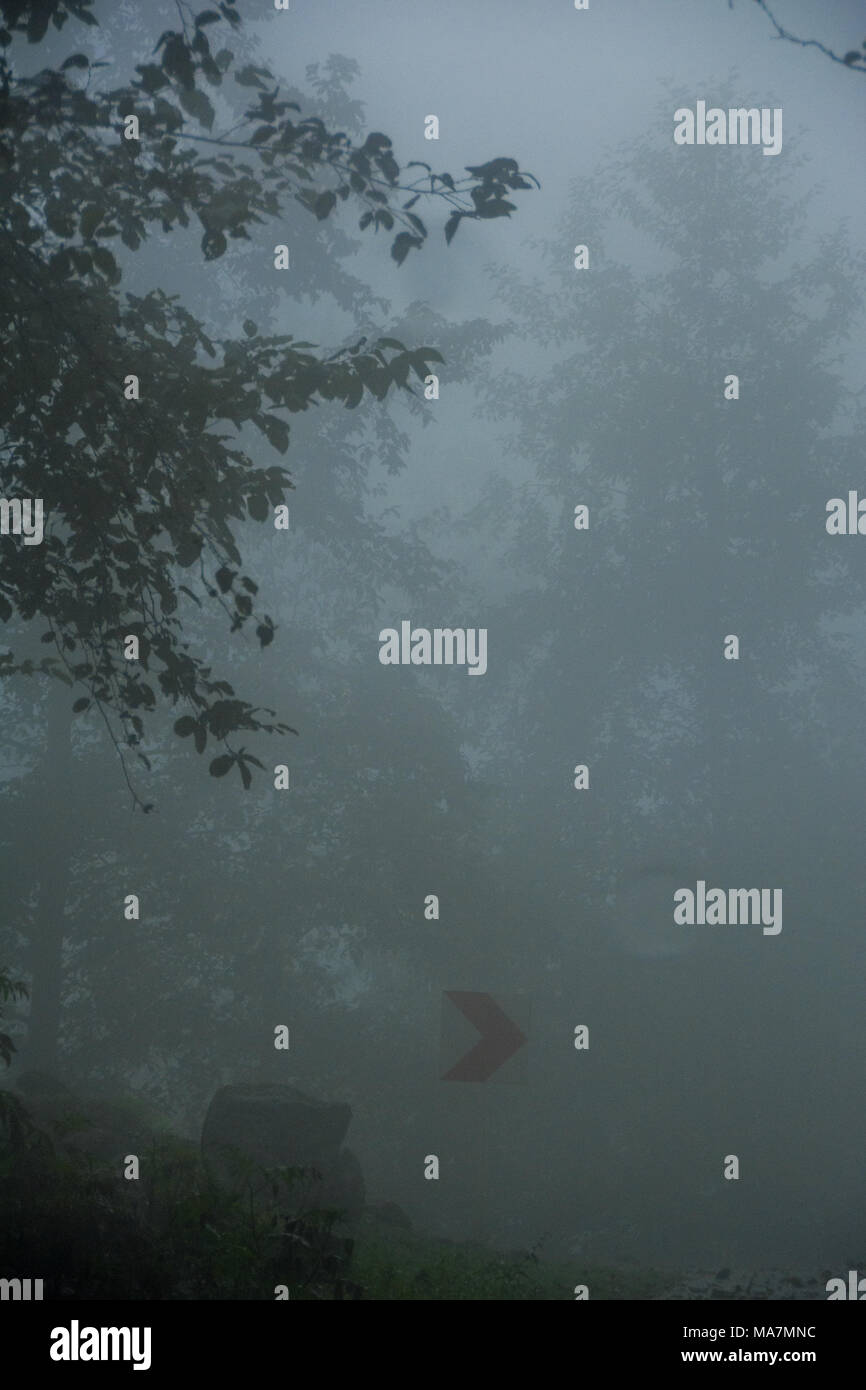 Profondo nella foresta Foto Stock