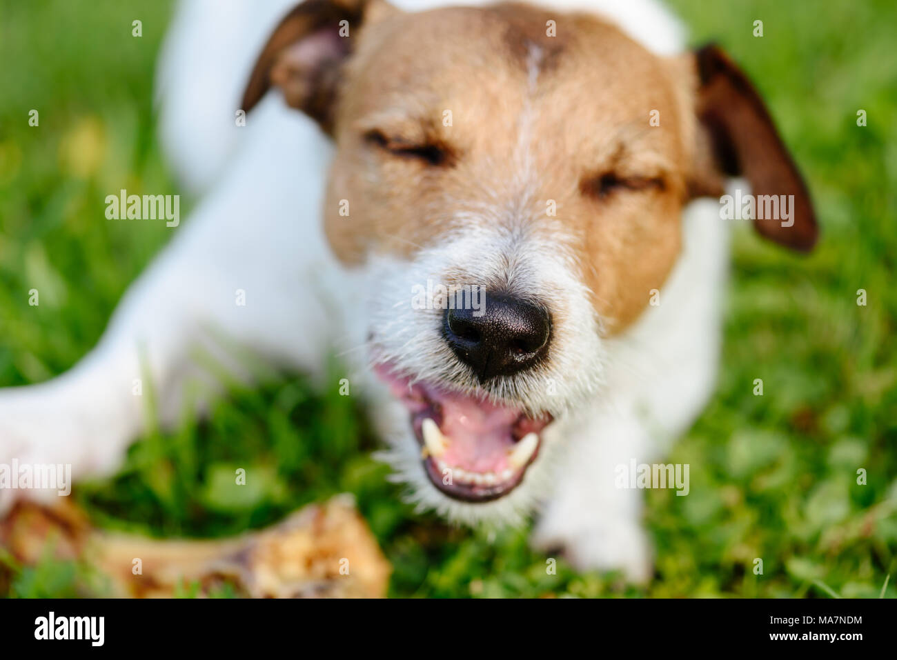 Naso off Happy dog mangiare osso di grandi dimensioni Foto Stock