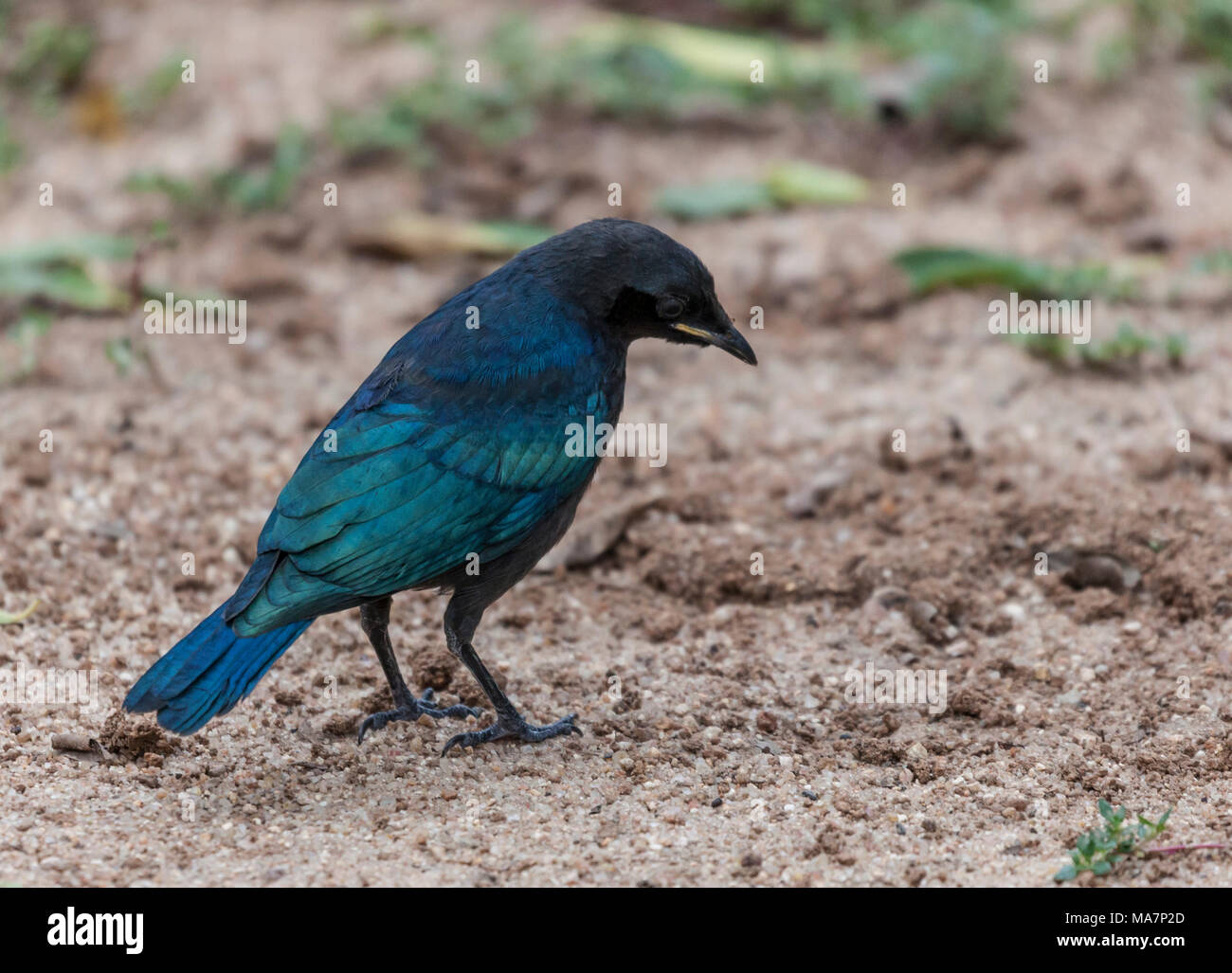 Recentemente sviluppato la Burchell Starling, Lamprotornis australis, nel Parco di Kruger NP, Sud Africa Foto Stock