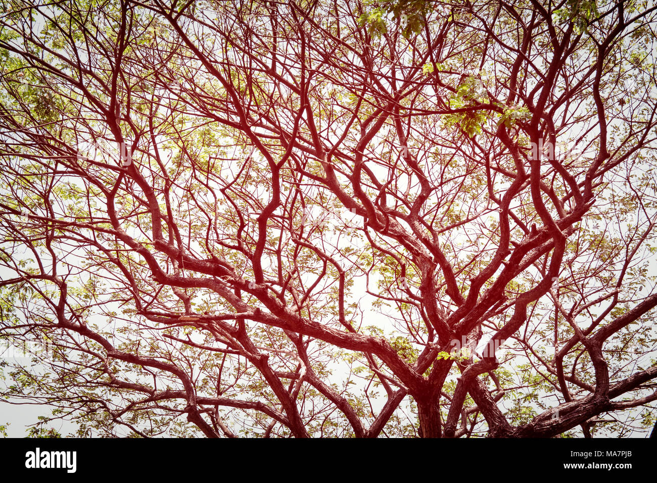 Grande albero verde con il ramo ingrandire Foto Stock