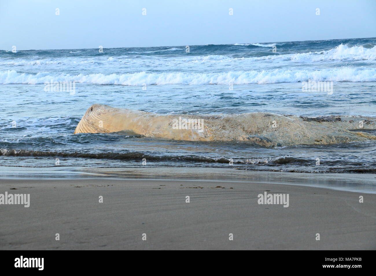 Filamento Di Balena Sulla Spiaggia Di Platamona Sassari