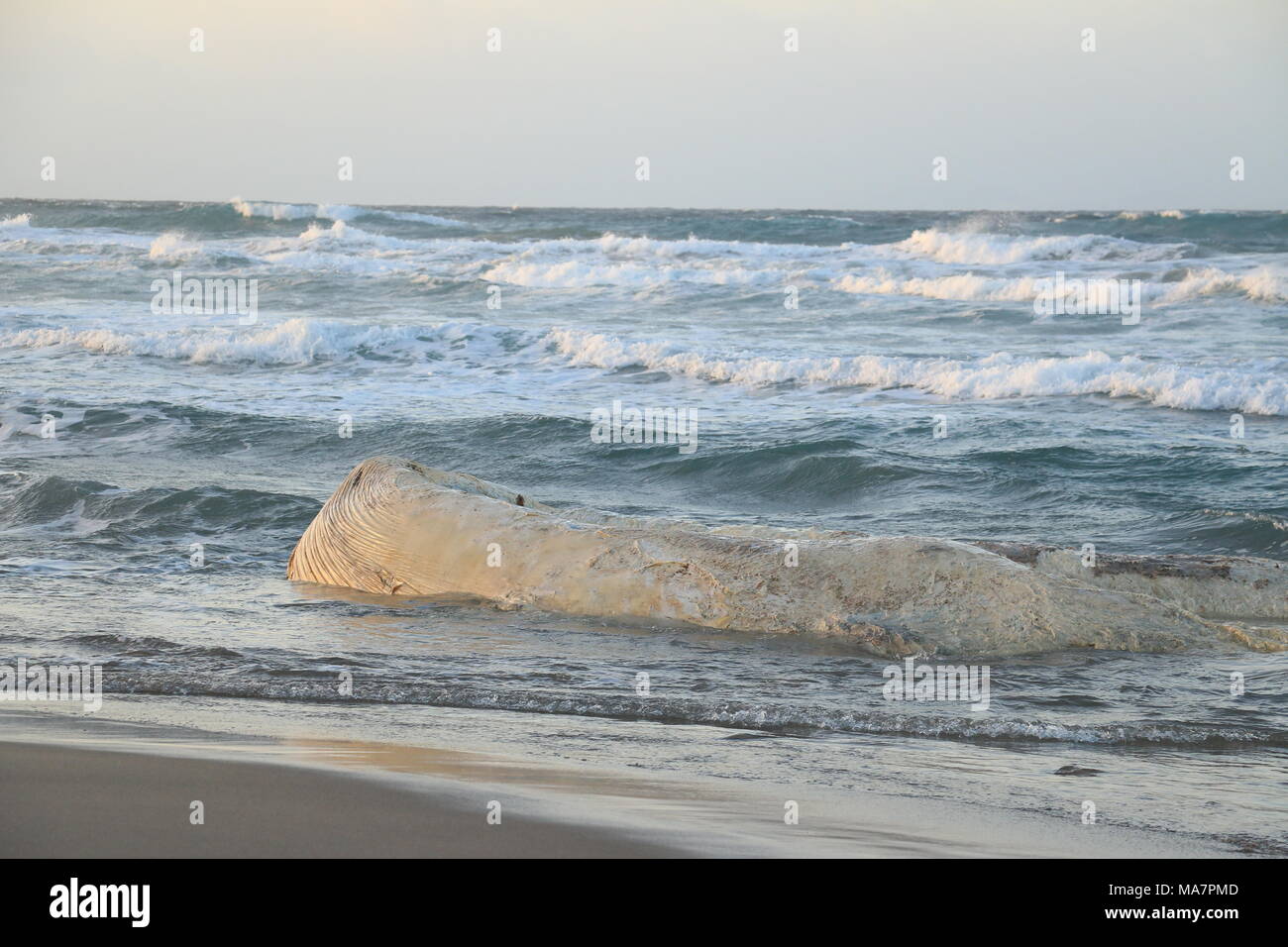 Filamento Di Balena Sulla Spiaggia Di Platamona Sassari