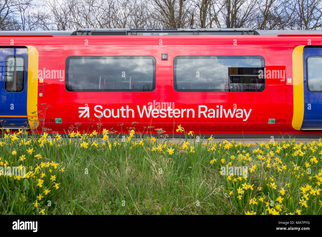 Una carrozza ferroviaria sud-occidentale rossa, gialla e blu circondata da narcisi a Barnes Station, Londra, Inghilterra, Regno Unito Foto Stock