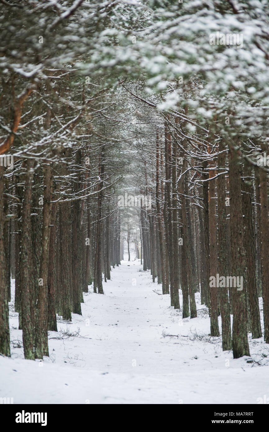 Percorso tra alberi coperti di neve Foto Stock