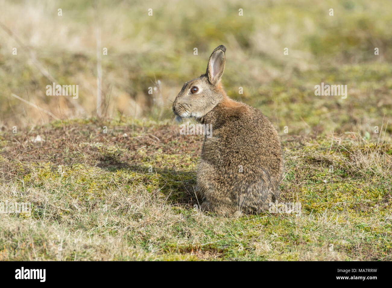 Coniglio selvatico (oryctolagus cuniculus) Foto Stock