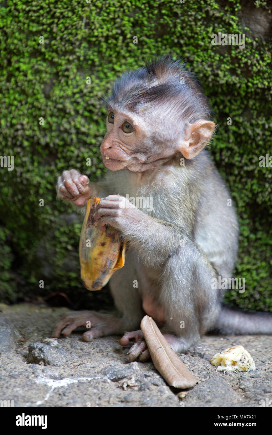 Little baby macaco con banana Foto Stock