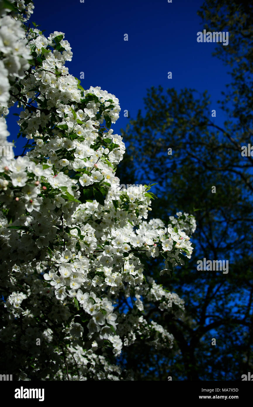 Fiori bianchi bloom su un albero crabapple durante la primavera a Mons. McGolrick Park a Brooklyn, New York City, maggio 2013. Foto Stock