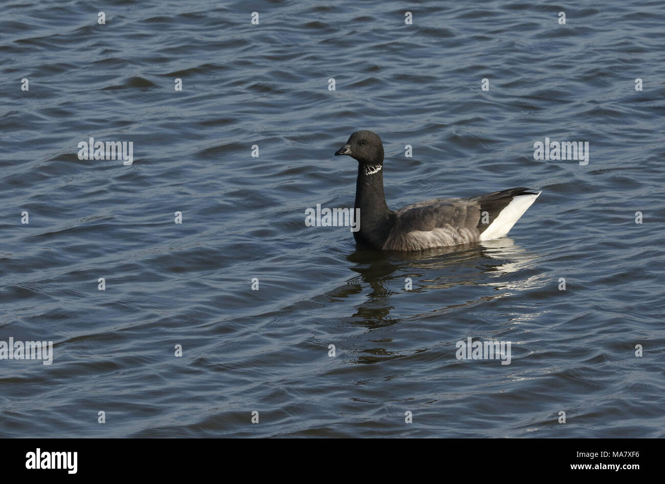 Un grazioso Brent Goose( Branta bernicla) nuotare nel mare. Foto Stock