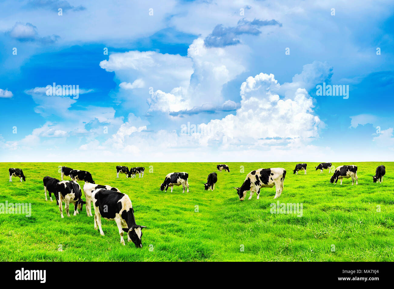 Vacche su un campo verde e azzurro del cielo. Foto Stock