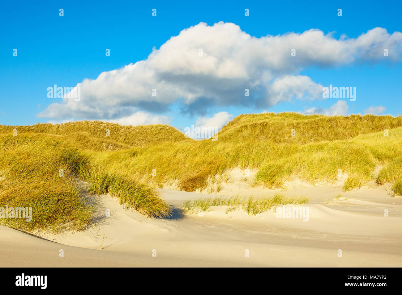 Dune dell'isola del Mare del Nord Amrum, Germania. Foto Stock