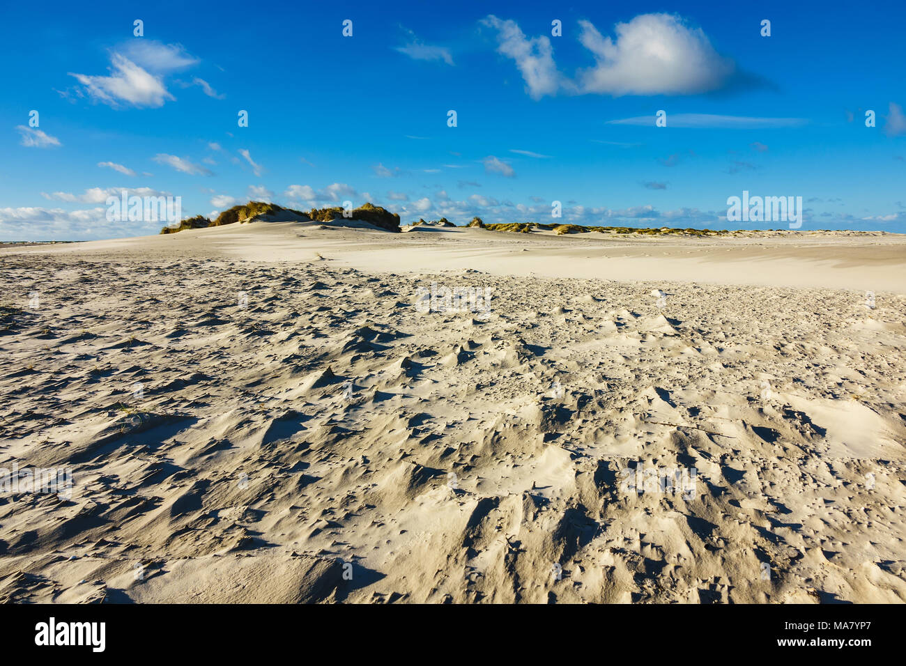 Dune dell'isola del Mare del Nord Amrum, Germania. Foto Stock