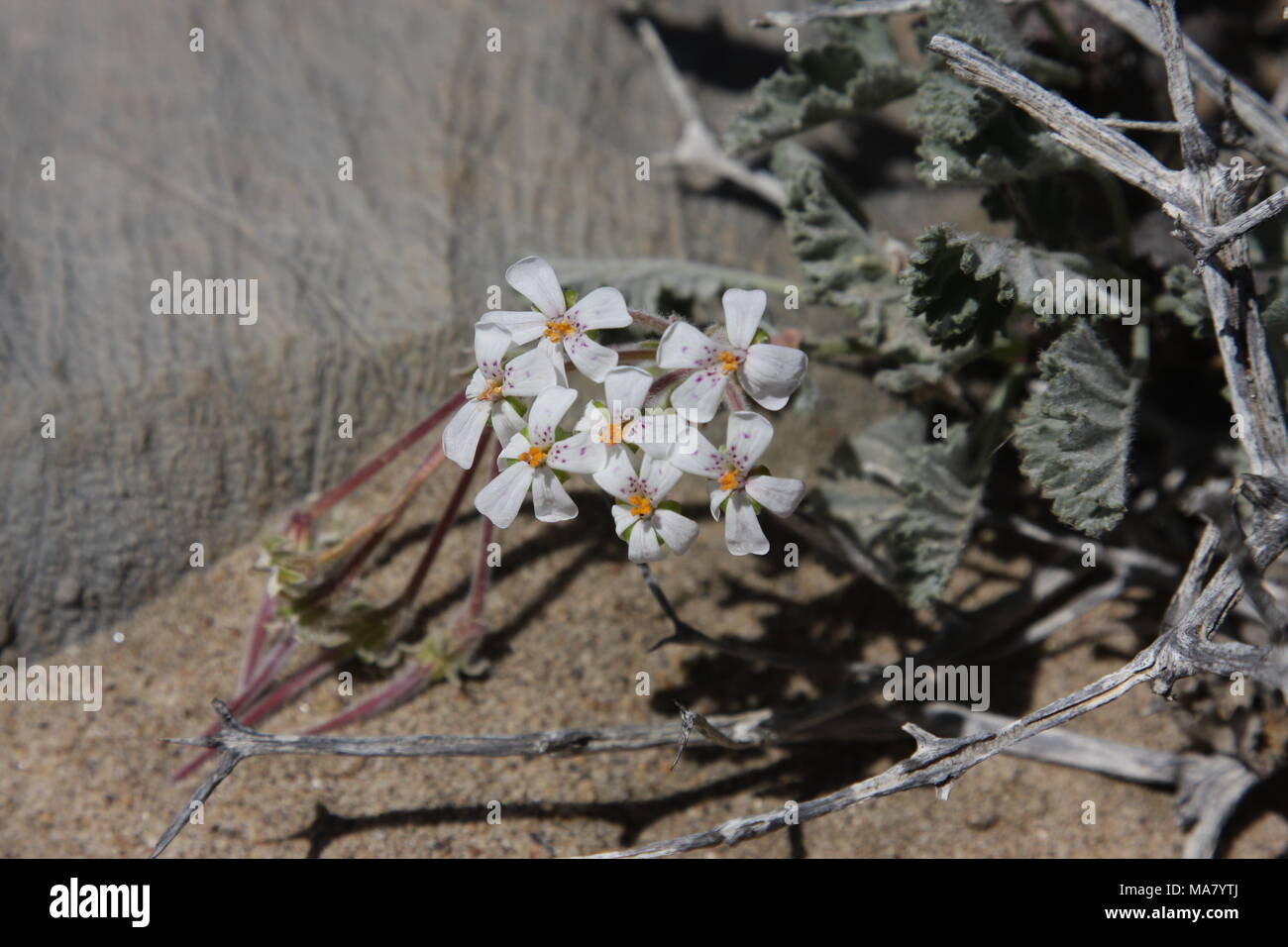 Pelargonium cortusifolium Foto Stock