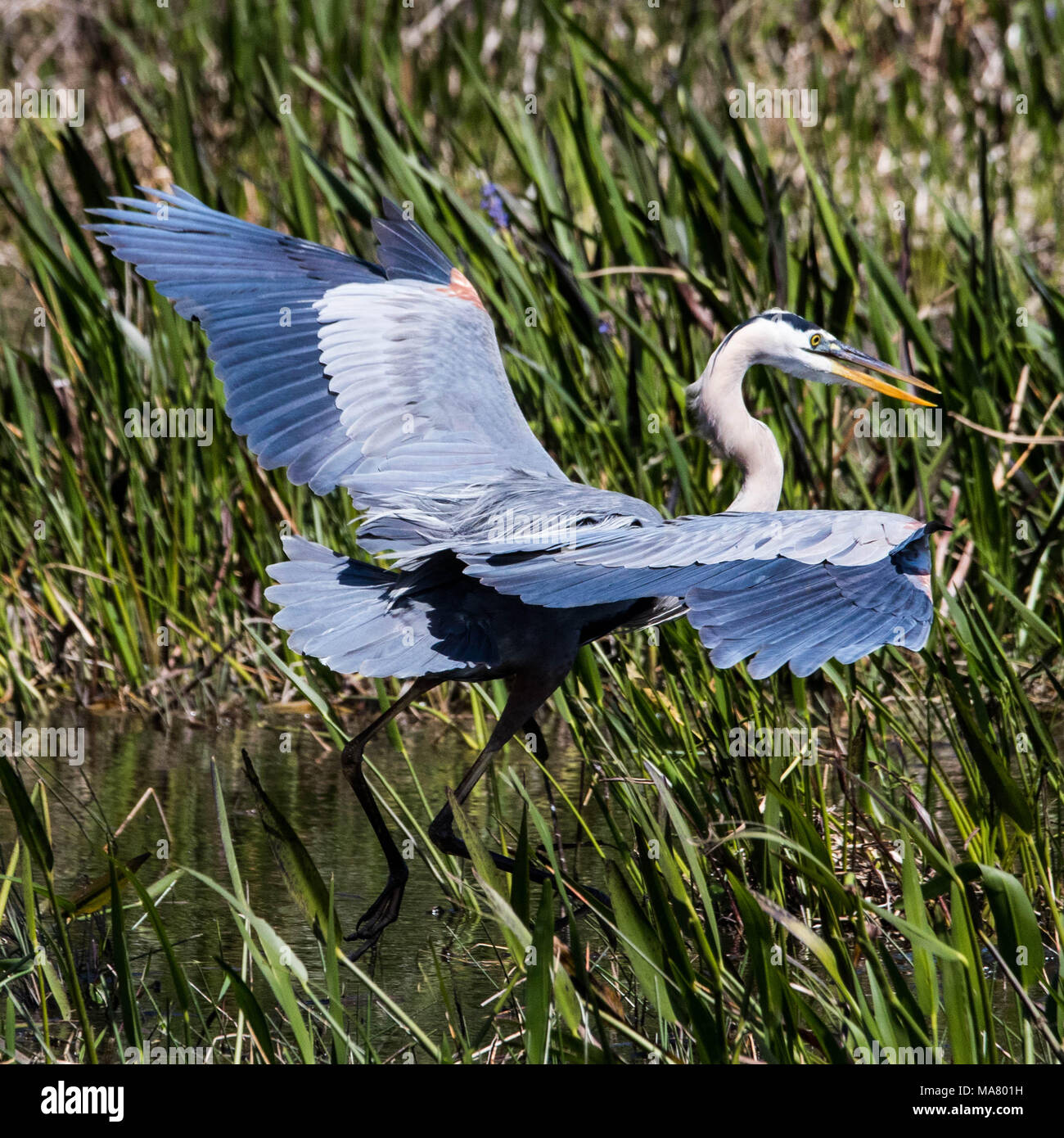 Airone blu toccando dopo un breve volo. Il lago di Hamilton, Florida. Foto Stock