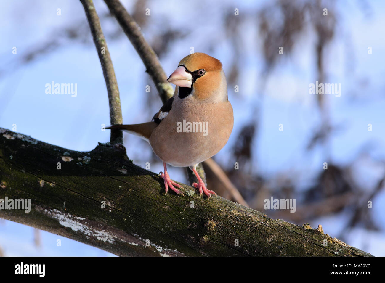 Il hawfinch (Coccothraustes coccothraustes) siede su un registro, girando la testa di mezzo giro. Foto Stock