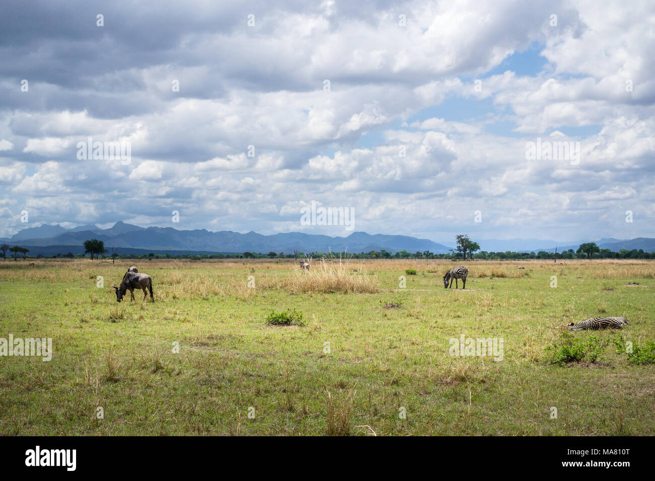 Safari in Tanzania, viaggi in Africa, African Lion Safari safari africano best african safari tours posto migliore per safari Foto Stock