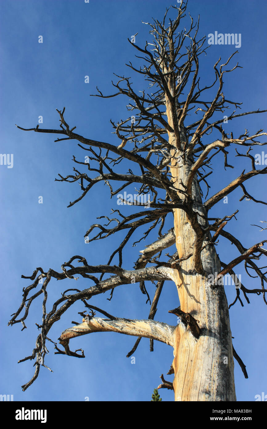 Morto un vecchio albero si trova in una foresta californiano nel parco nazionale di Yosemite con belle weathered struttura in legno Foto Stock