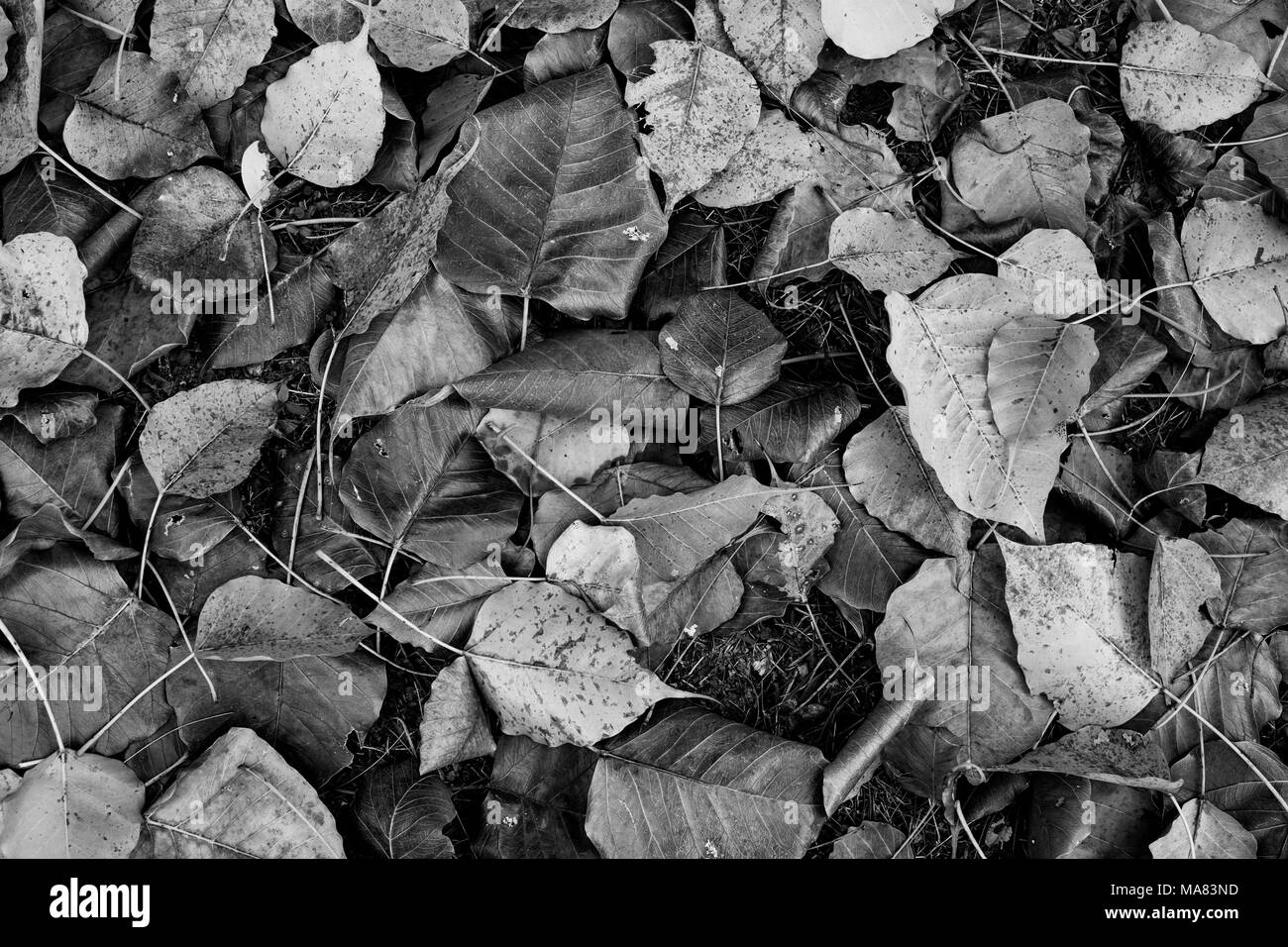 Foglie secche sulla terra sotto il grande albero nel parco pubblico in bianco e nero di tono, il fuoco selettivo. Foto Stock