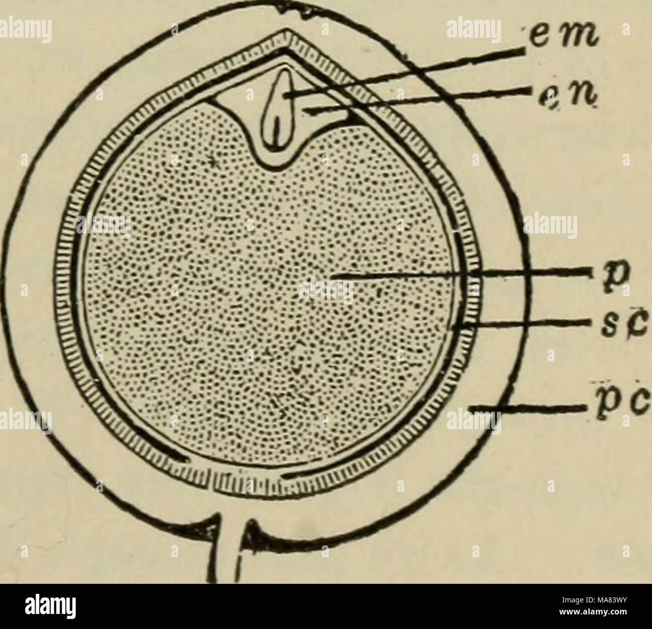 Botanica Elementare Fig 311 Seme Di Violetta Vista Esterna E La Sezione La Sezione Mostra L