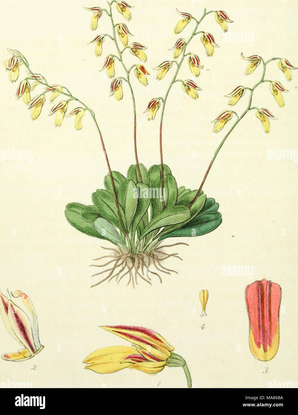 . Edwards del registro di botanica, o, ornamentali flower garden e arbusti .. . Foto Stock