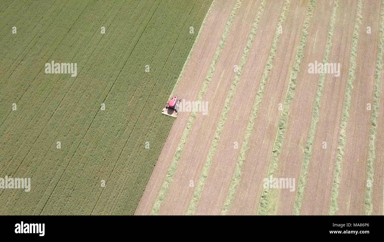 Riprese aeree di un Rosso Mietitrebbia Harvest un verde campo di grano Foto Stock