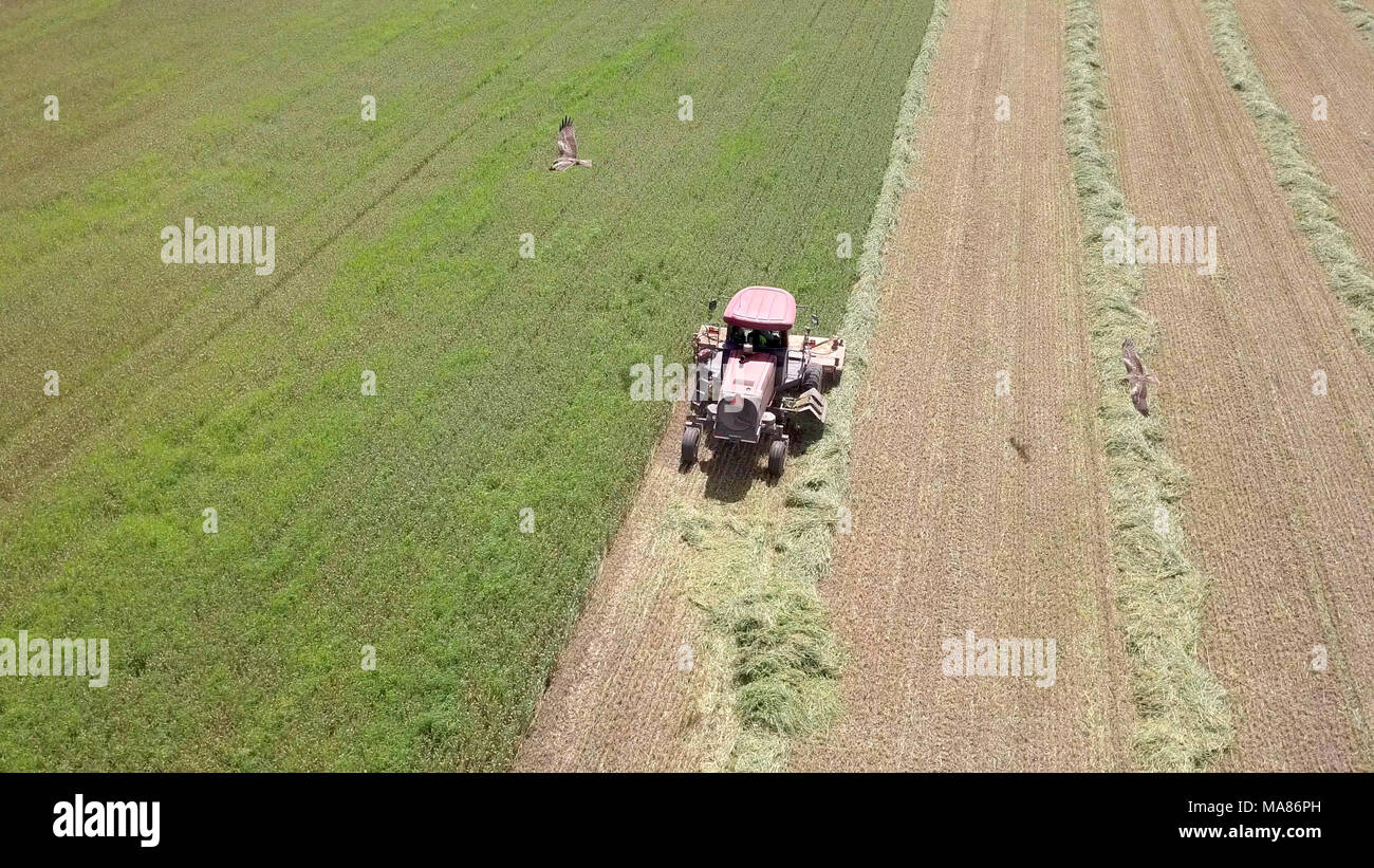 Riprese aeree di un Rosso Mietitrebbia Harvest un verde campo di grano Foto Stock