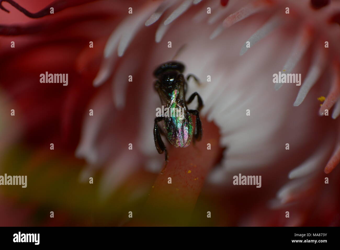 le api sono alla ricerca di nettari di fiori per aiutare a impollinare i fiori Foto Stock
