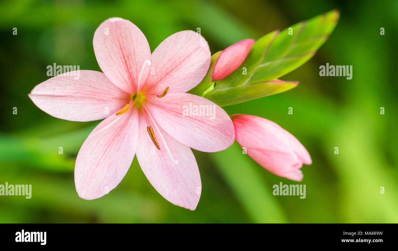 Una ripresa macro di un schizostylis coccinea bloom. Foto Stock