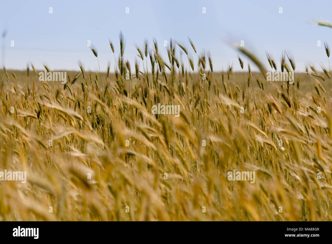 Presto il frumento nel vento Foto Stock