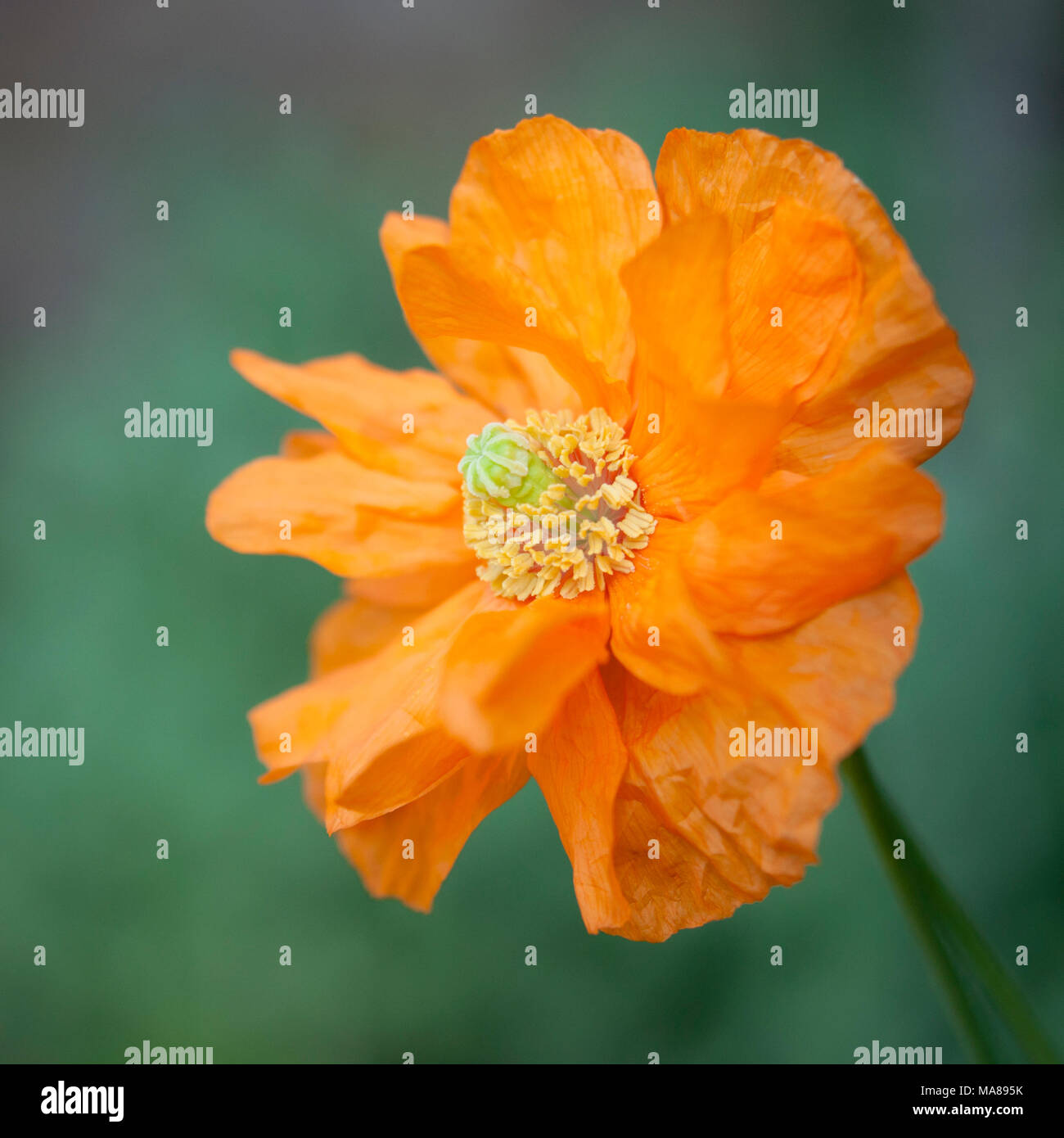 Papaver Ruprifragum, una doppia forma fiore di papavero perenne. Foto Stock