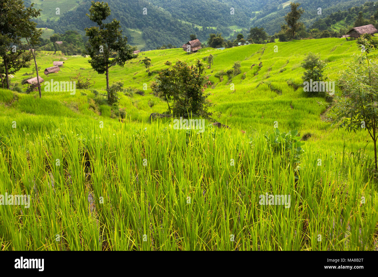 Il Nepal 2014. Pangma. I campi di riso Foto Stock
