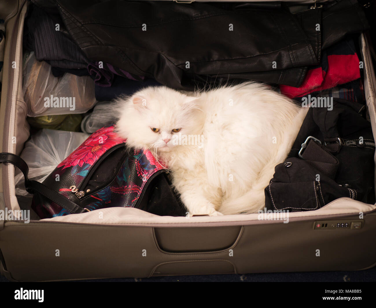 Gatto Bianco in valigia Foto Stock