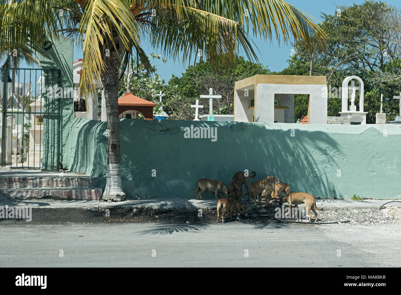 I cani di strada di fronte a un muro del cimitero in Progreso, Messico Foto Stock
