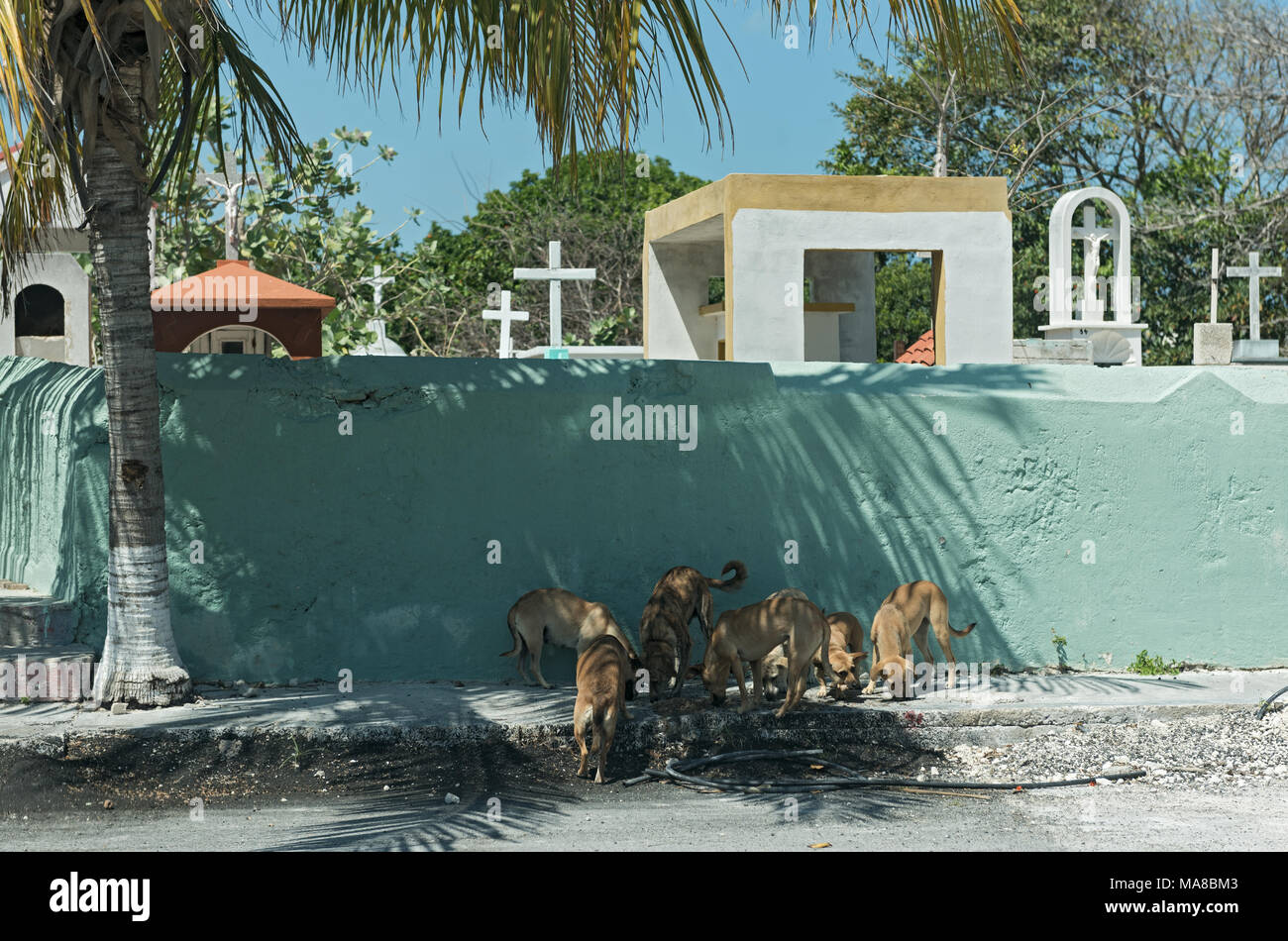 I cani di strada di fronte a un muro del cimitero in Progreso, Messico Foto Stock