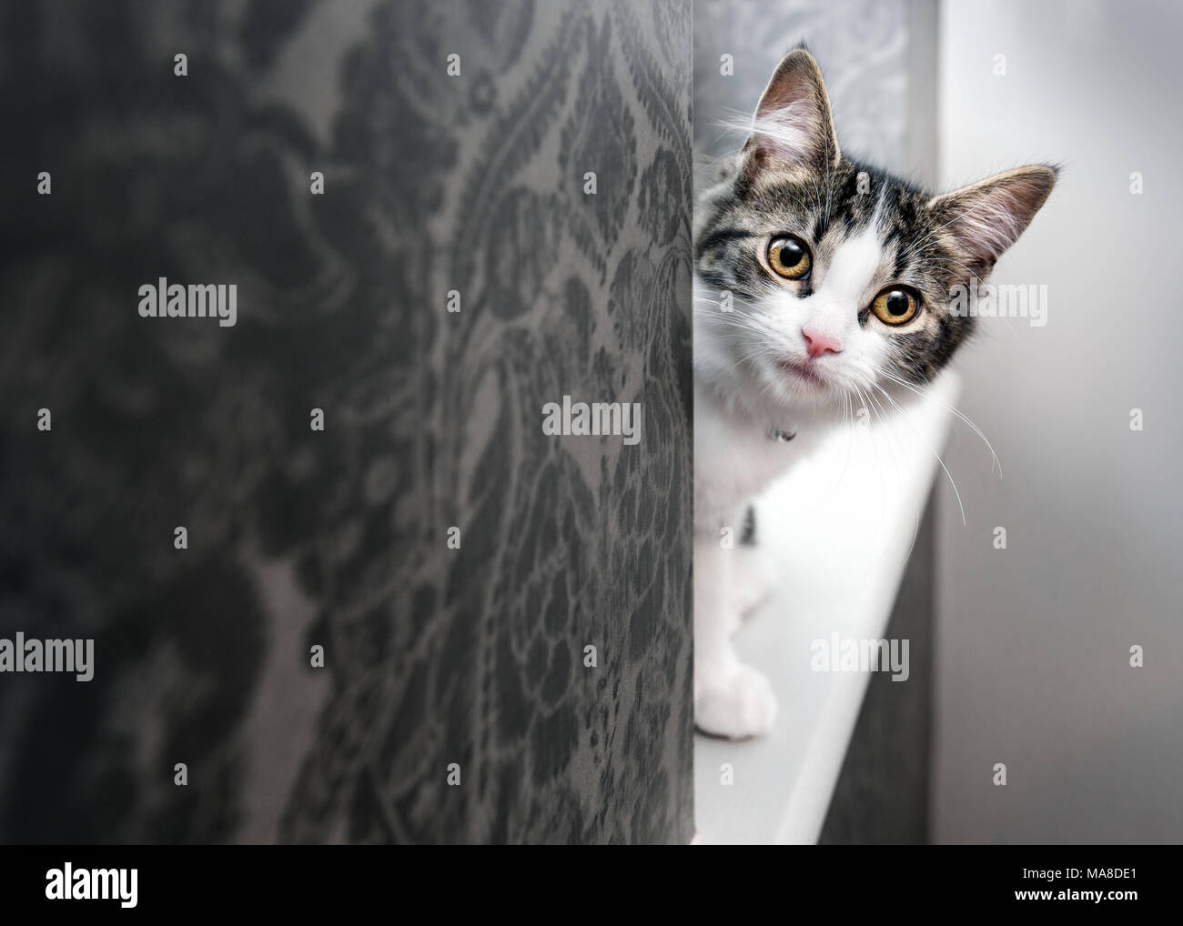 Curioso gattino sul davanzale di guardare direttamente la fotocamera Foto Stock