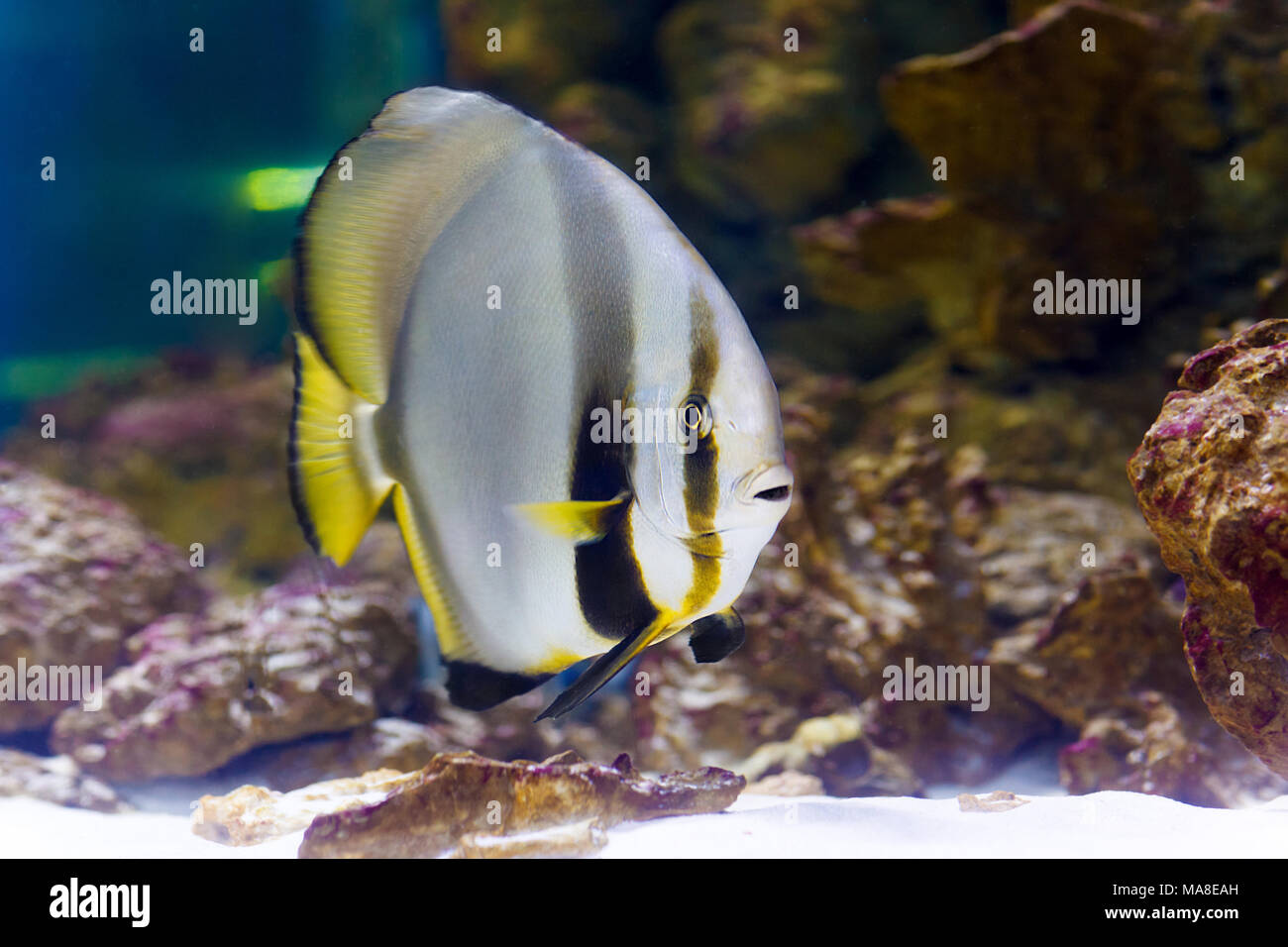 Orbicular batfish Platax orbicularis nel profondo blu, Mar Rosso, Egitto. Foto Stock