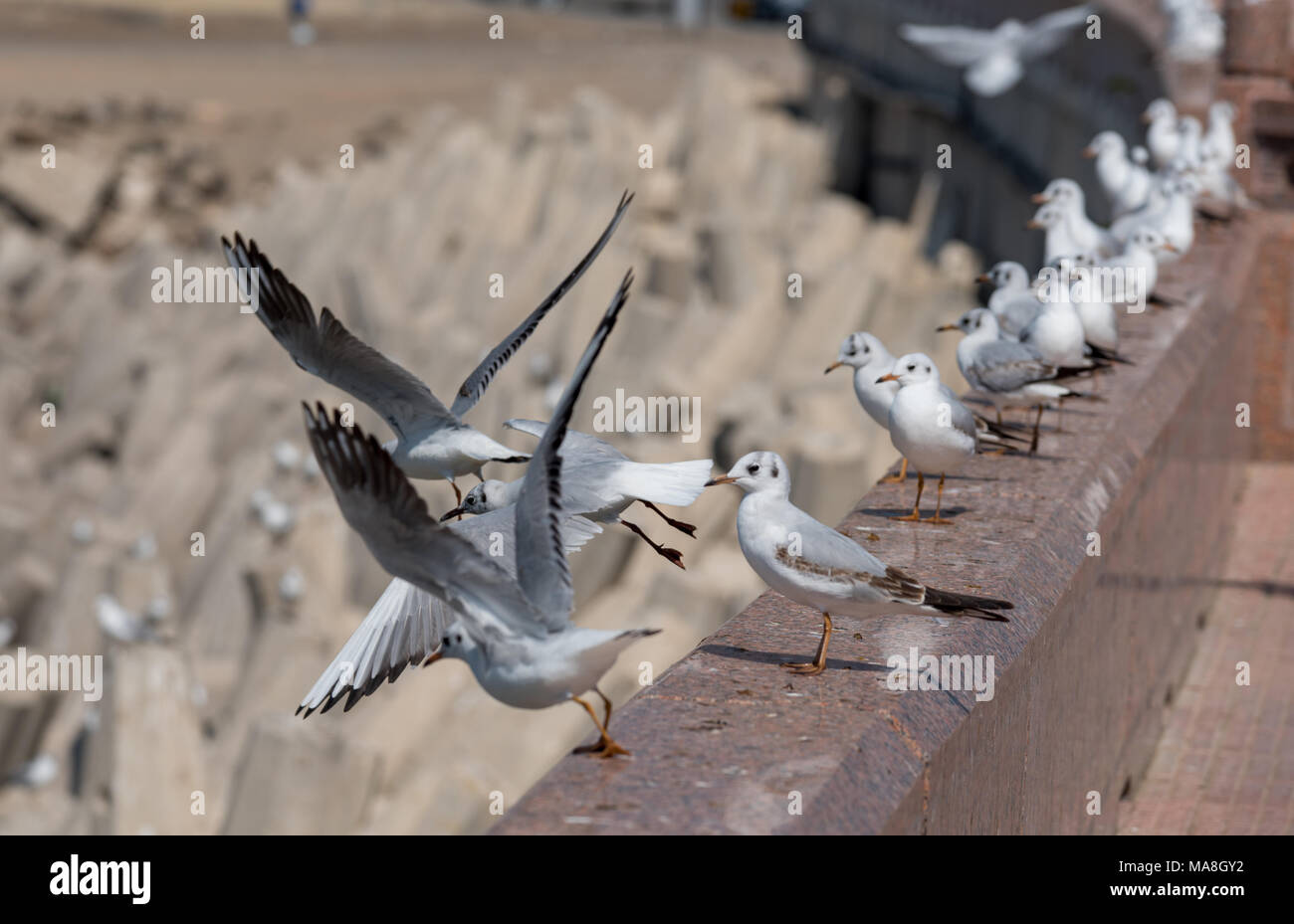 I gabbiani di decollare da una parete Foto Stock