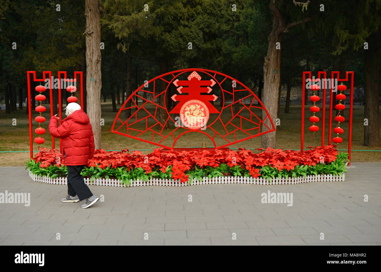 Una donna anziana cammina davanti a un Festival di Primavera di dispongono di display che comprende poinsettias in plastica nel Parco Jingshan a Pechino in Cina Foto Stock Una donna anziana cammina davanti a un Festival di Primavera di dispongono di display che comprende poinsettias in plastica nel Parco Jingshan a Pechino in Cina Foto Stock
