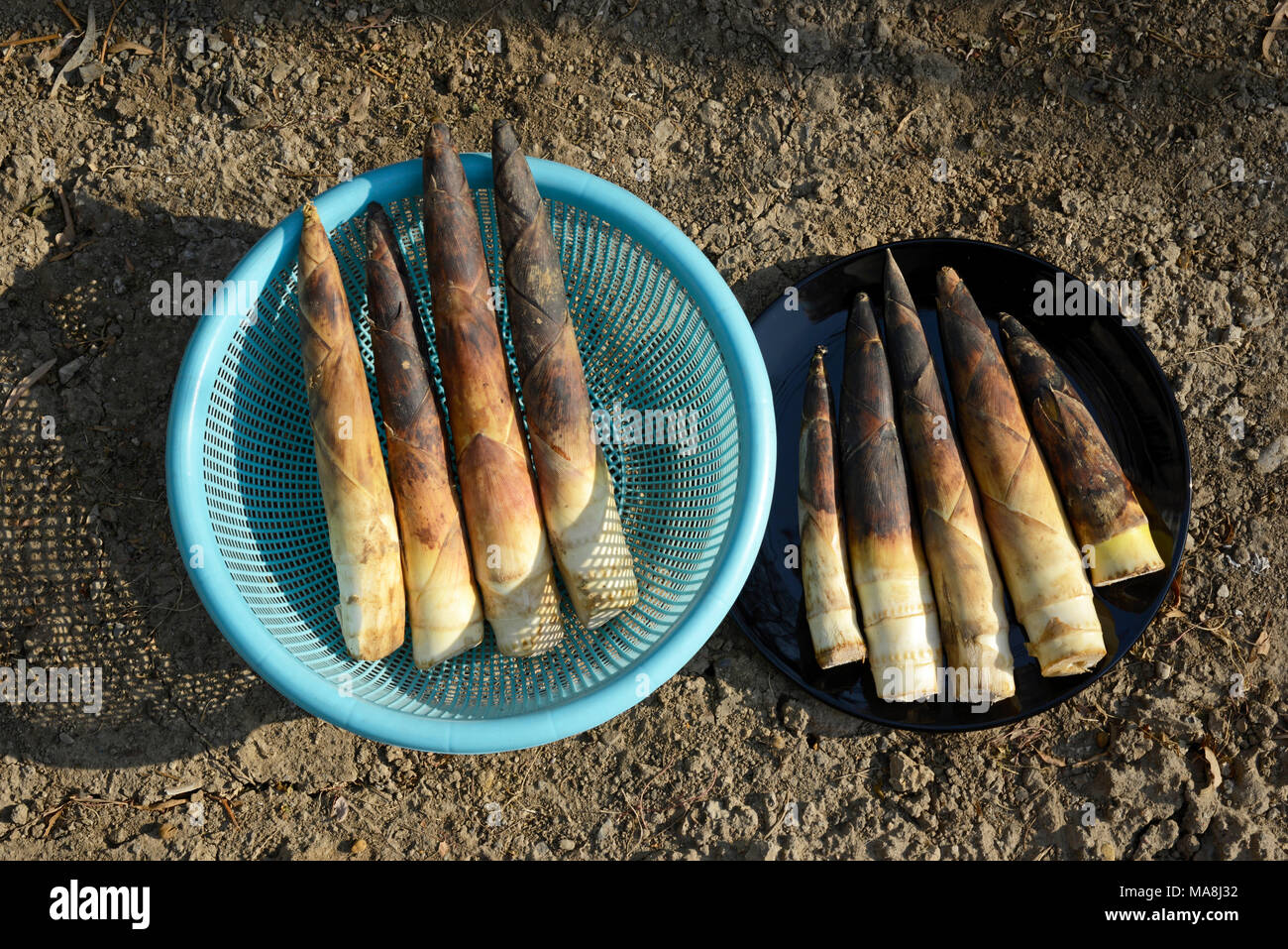 Freschi di germogli di bambù comprato al mercato ortofrutticolo a Pechino  in Cina Foto stock - Alamy