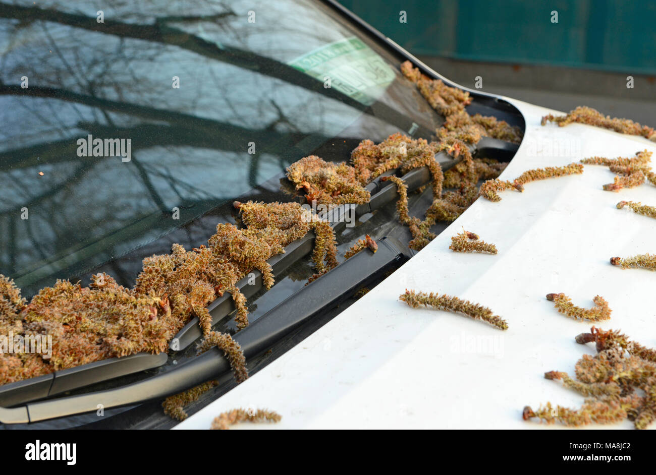 Amenti tappeto una macchina parcheggiata sotto gli alberi nel distretto di Chaoyang, orientale di Beijing in Cina Foto Stock