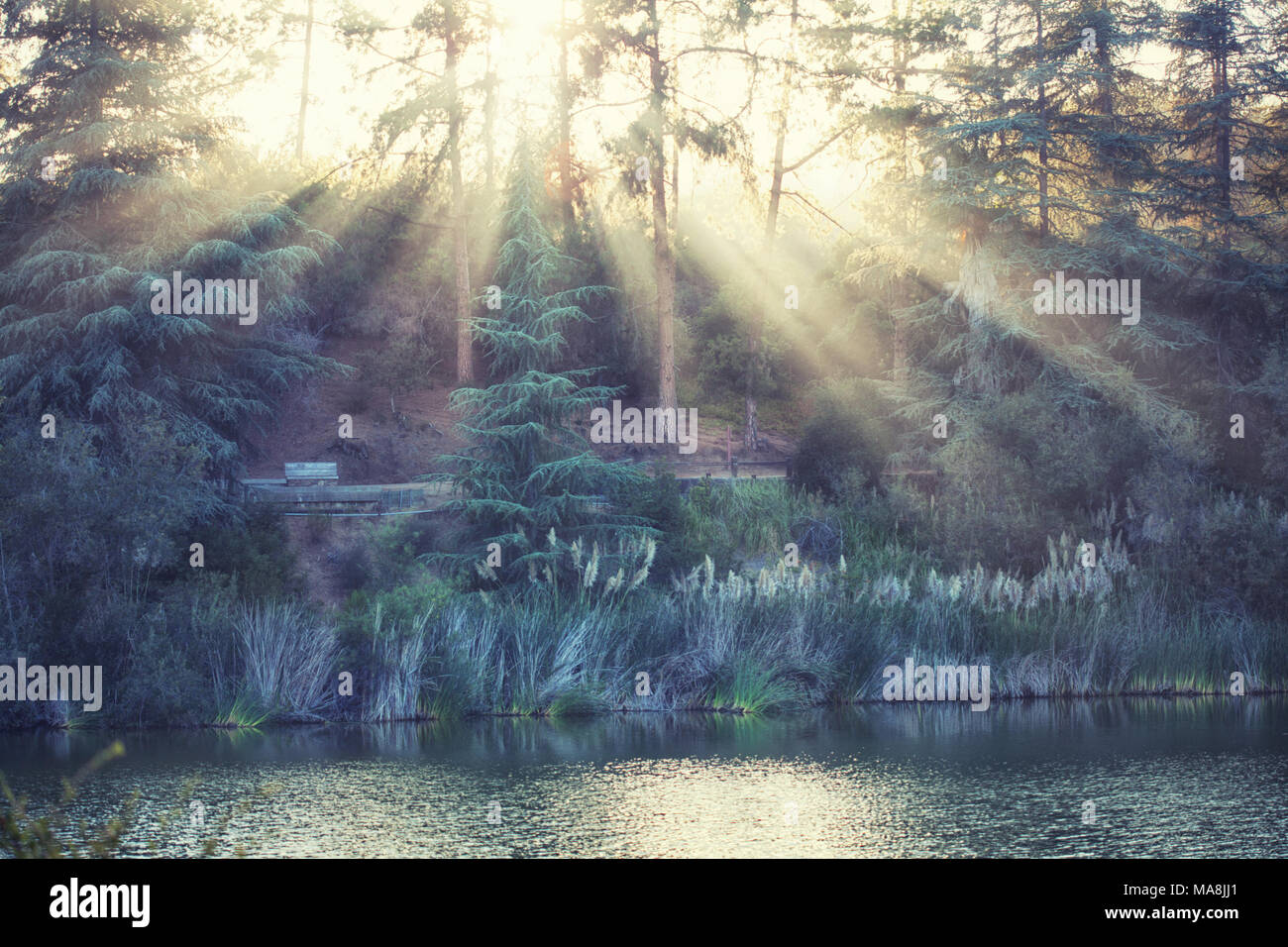 Ipnotizzante paesaggio di campagna: Franklin Canyon Lake riempito con la luce del sole dorato, Beverly Hills, in California Foto Stock