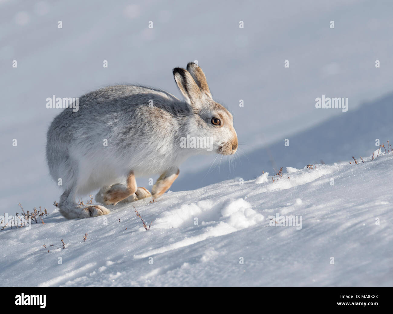 Mountain lepre (Lepus timidus) alla ricerca di cibo sulla coperta di neve hillside nelle Highlands scozzesi, Marzo 2018 Foto Stock