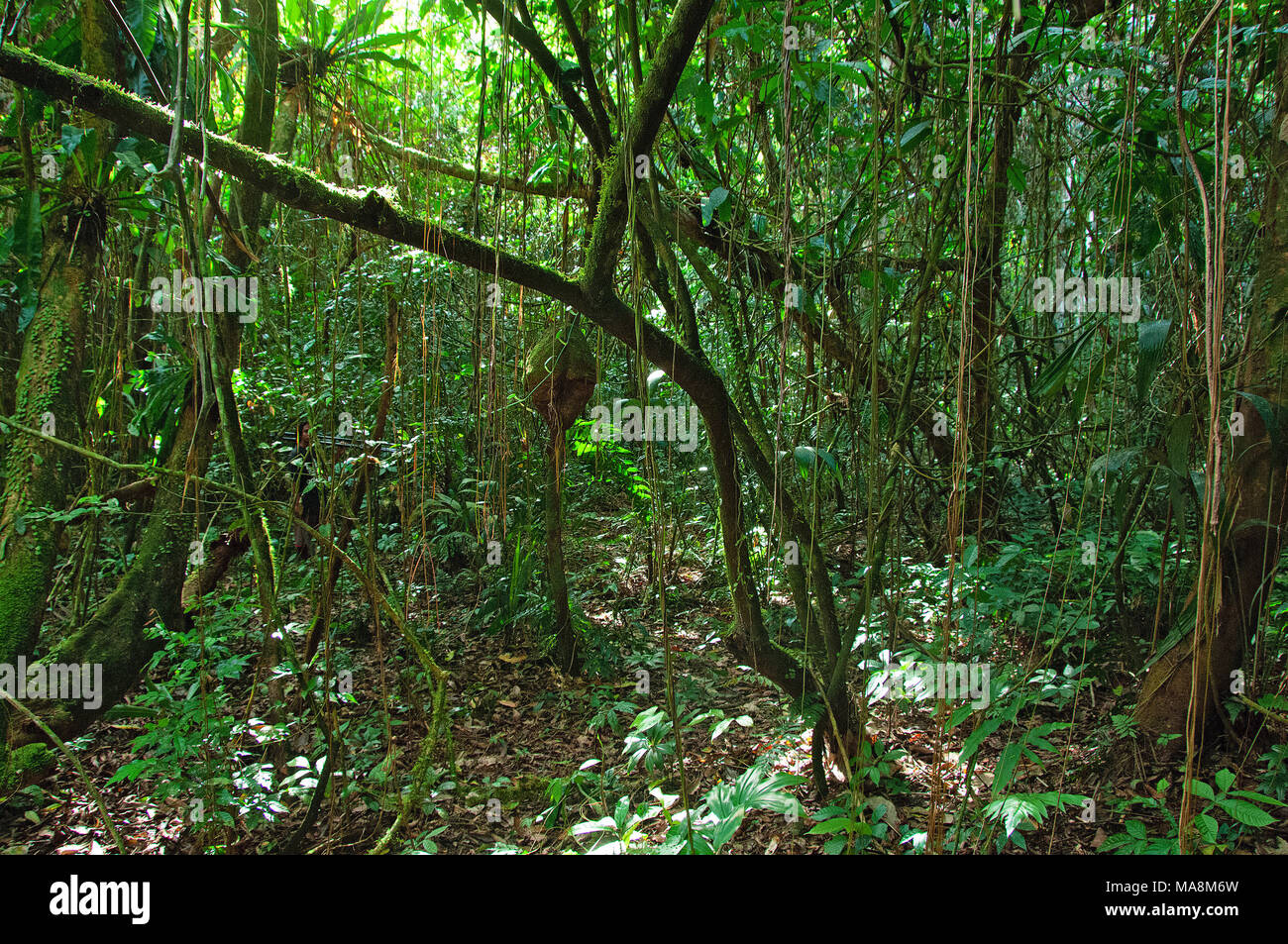 Roraima, foresta amazzonica nel Xixuaù-Xiparinà riserva Foto Stock