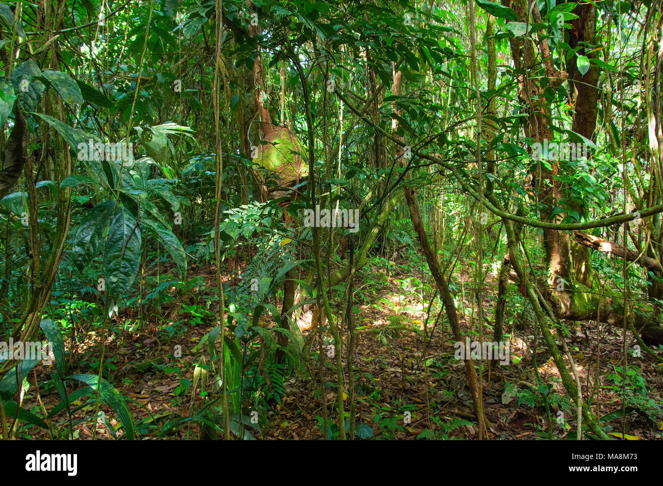 Roraima, foresta amazzonica nel Xixuaù-Xiparinà riserva Foto Stock