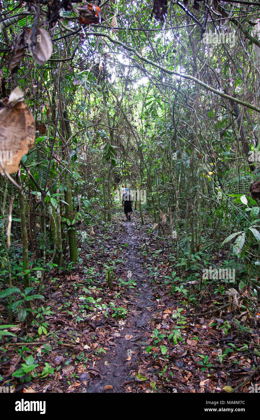 Roraima, foresta amazzonica nel Xixuaù-Xiparinà riserva Foto Stock