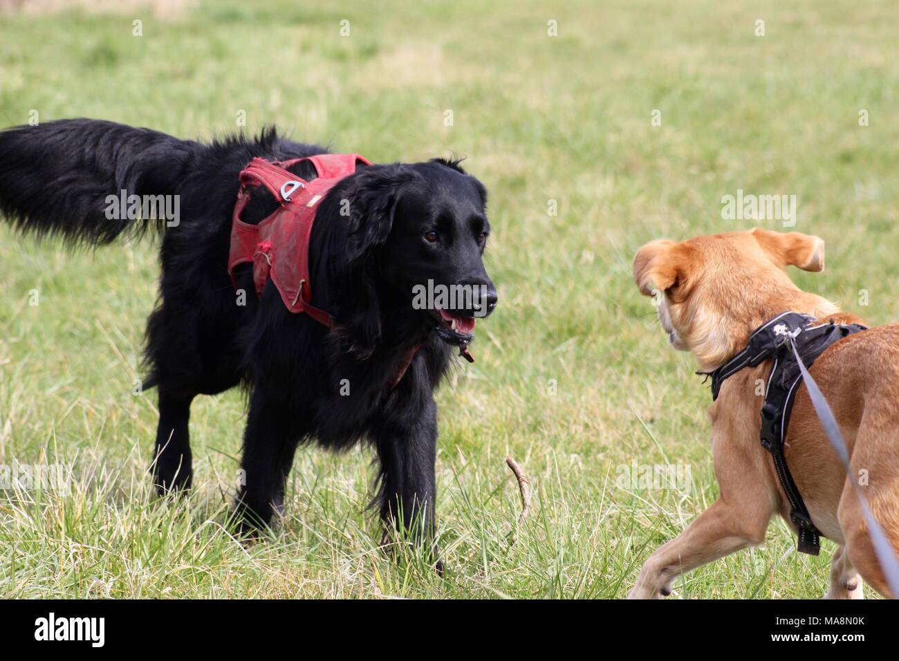 2 cani da salvataggio insieme giocando nei campi Foto Stock