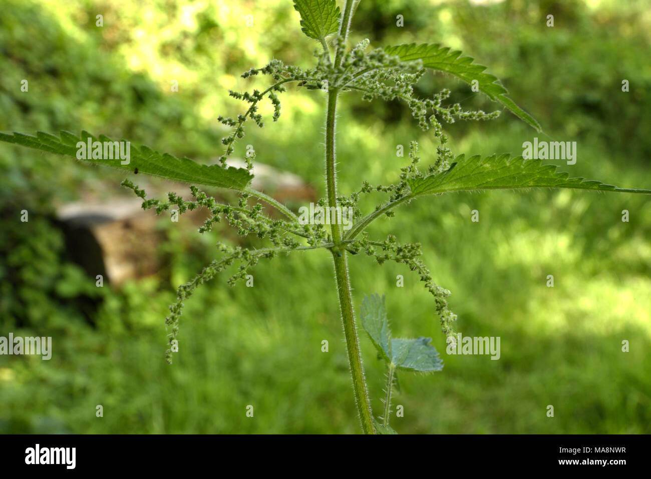 Urtica dioica, Comune di fiori di ortica Foto Stock