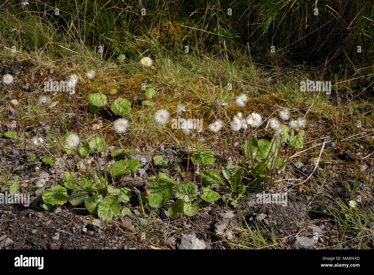 Colt's-piede, Tussilago farfara fruttificazione Foto Stock