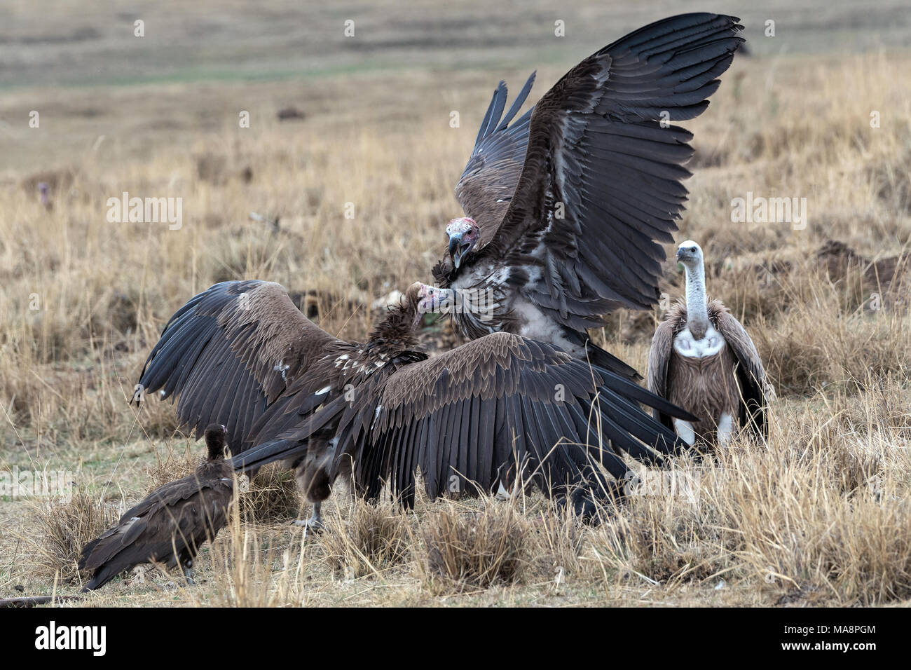 Gli avvoltoi, Etiopia Foto Stock