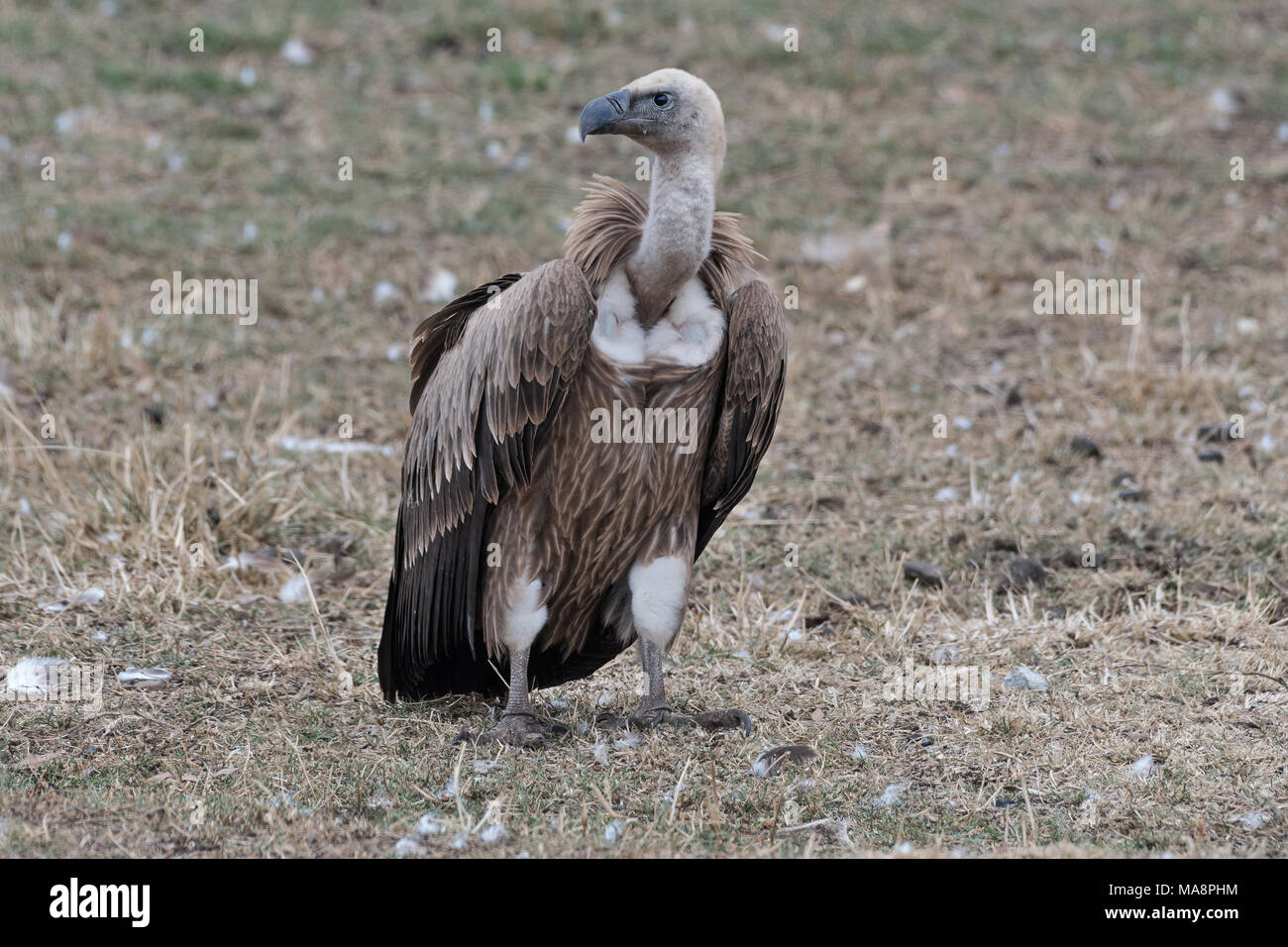 La Ruppell Vulture (Gyps rueppellii), Etiopia Foto Stock