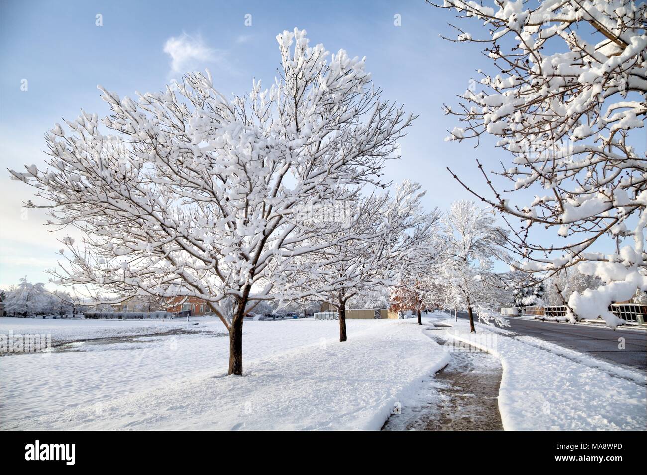 Piccola strada alberi coperti in un tardo inverno neve. Foto Stock